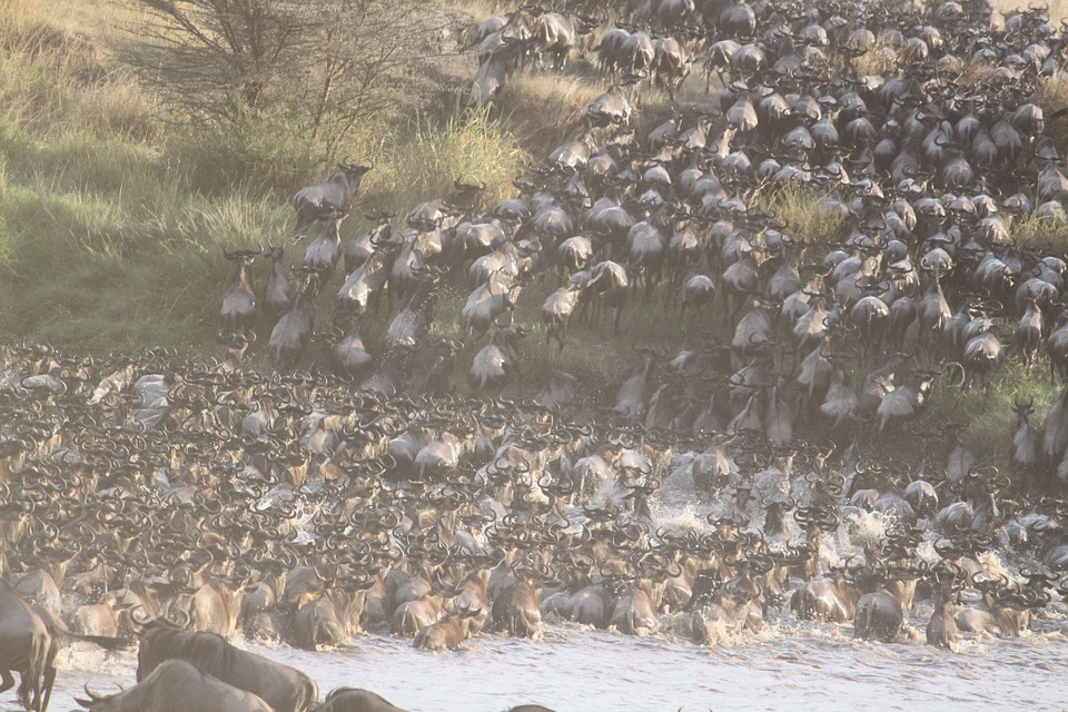 Great Migration by gekkodigitalmedia licensed under Public Domain \(https://pixabay.com/en/great-migration-africa-animal-1021460/\)